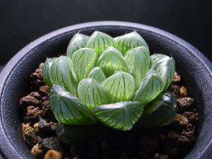 【多肉植物】ハオルチア ‘ スペルバウンド ‘ 特白肌 トランシエンス系交配 / Haworthia transiens hyb. ’ Spellbound ‘