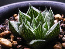 【多肉植物】ハオルチア プベスケンス 交配種 / Haworthia pubescens hyb._画像2