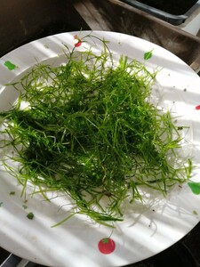 珍しい水草ナヤス　浮遊水草　 緑がきれいで丈夫　無農薬　メダカ水槽　