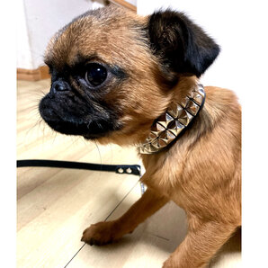 Extra+Heavy1405:小型犬用2.3cm幅革首輪(24cm)