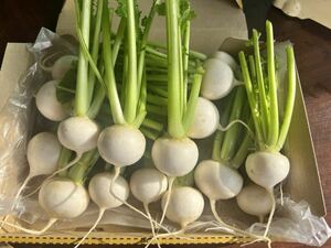 今が旬　千葉 かぶ 1kg コンパクトいっぱい　野菜