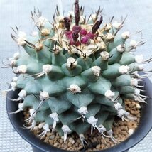 △▼ アロンソイ ▽▲ ツルビニ / 検) サボテン 多肉植物 塊根植物 菊水_画像3