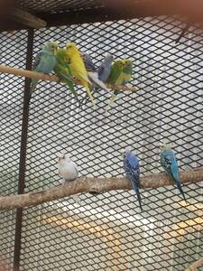 セキセイインコ 卵5個セット