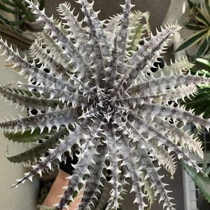 Dyckia Arizona x Mercury Sueb Anyamaneetrakul’s hyb.ディッキア