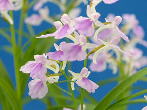 ★ウチョウラン 銘品【紫頭巾(増殖球)２球】①★昔を偲ばせる連舌の花姿 平成２年登録 (イワチドリ 山野草 野生ラン)