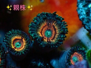 ★USA★ 激レア個体 shadow prince zoa シャドー プリンス ◎送料1200円◎ ☆全て同梱可☆ マメスナ サンゴ 