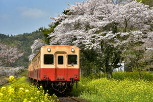 鉄道 デジ 写真 画像 小湊鐵道 気動車 桜 13