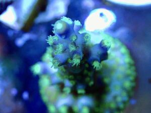 年末SALE ラスト出品　超激レア ネームド個体【CE Violet Crumble acropora 】Coral Essentials sustainable reef　オーストラリア産サンゴ