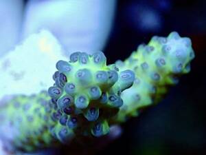 新春SALE 超激レア ネームド個体【IF ultra grade acropora Nasuta②】色揚げ個体 ナスタ