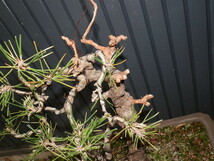 黒松盆栽　持ち込み古い　ジンシャリ　樹高４0cm 野趣風_画像7