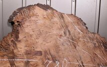 《160サイズ》レッドウッド　セコイヤ　コブ杢　rwd-867　材木　DIY板材　木材／端材　_画像8