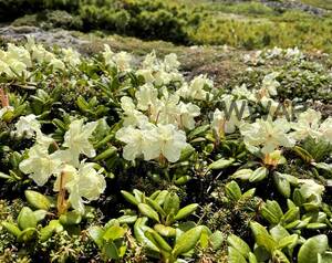 高山植物　山野草　キバナシャクナゲ　種子 50粒以上