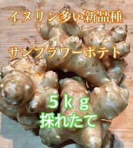 菊芋 サンフラワーポテト 5キロ　イヌリン含有量豊富な新品種　農薬化学肥料なし キクイモ きくいも 匿名配送