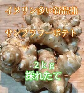 菊芋 採れたて菊芋 サンフラワーポテト 2キロ 2kg イヌリン含有量豊富な新品種　農薬化学肥料なし