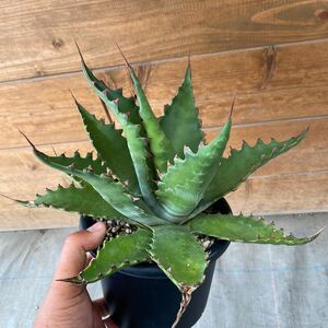 Agave gentryi “Jaws” アガベ　ジョーズ