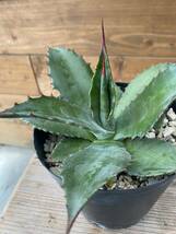 Agave atrovirens 'Oaxaca Jungle Giant' アガベ　アトロビレンス_画像3