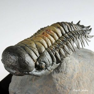 ●●●化石 三葉虫●●●高品質! Crotalocephalus gibbus フライング・フィニッシュ!●