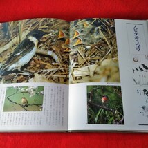 b-401　札幌の鳥たち　林大作　小川巌　1983年6月10日第1刷　北海道大学図書刊行会　カワセミの幼鳥・飛翔※2_画像5