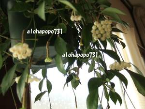ホヤ　ラクノーサ　発根小苗　ポットごと発送　Hoya lacunosa　香りのよい花が咲きます　サクララン　送料￥110