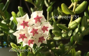 ホヤ　エングレリアナ　hoya　engleriana　ポットのまま発送　小苗　星型の花が咲きます　サクララン　送料￥110