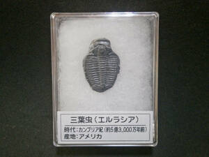 三葉虫の化石(エルラシア・キンギ) プラケース入