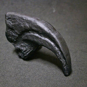 恐竜アロサウルスの鉤爪化石(レプリカ・複製標本)ケースなしの画像7