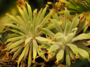 Drosera ordensis Very wide leaf 無菌播種株 2株 食虫植物 モウセンゴケ ドロセラ