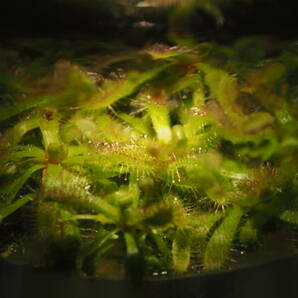 Drosera ascendens Giant Serra do Cabral, Brazil 無菌播種株 子苗1~3株 ※説明欄要チェック フラスコ苗 食虫植物 モウセンゴケ ドロセラの画像4