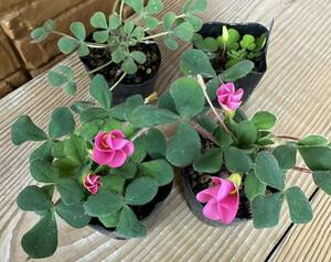 Oxalis sp purpurea pink 葉にウブ毛の有るプルプレア 開花中・つぼみ付き(*^^*)