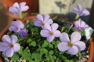 Oxalis minuta 苗 蕾付き 開花中 小さな品種 初心者向けで増えやすい小さな品種