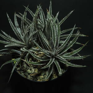 Dyckia 'Jaws' ディッキア ジョーズ 大株 脇芽あり