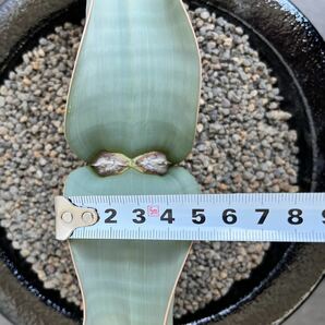 大株 奇想天外 ウェルウィッチアミラビリス welwitschiamirabilis 多肉植物 塊根植物 サボテン 万年青の画像6
