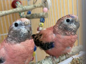 【アキクサインコ 食用卵 2個】