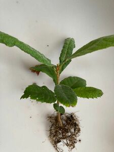 びわ　枇杷　約20cm高　苗木2本　びわ茶　loquat 