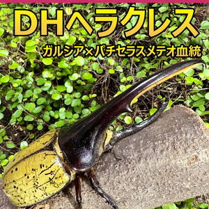 【RK】DH ヘラクレス オオカブト 成虫 ♂♀ ペア ♂150ｍｍ ♀フリーサイズ GP血統　(ガルシア×パチセラスメテオ) 外国産 カブトムシ P104