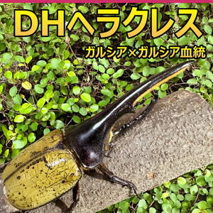 【RK】DH ヘラクレス オオカブト 成虫 ♂♀ ペア ♂145ｍｍ ♀フリーサイズ GG血統　(ガルシア×ガルシア) 外国産 カブトムシ P107