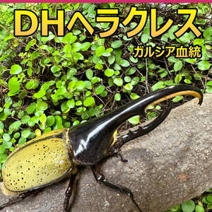 【RK】DH ヘラクレス オオカブト 成虫 ♂♀ ペア ♂142ｍｍ ♀フリーサイズ G血統　(ガルシア) 外国産 カブトムシ P111