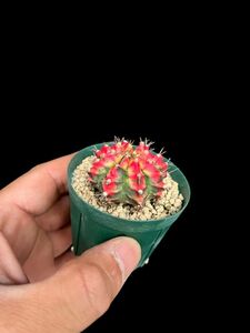 ギムノカリキウム・緋牡丹錦 マルチカラー/Gymnocalycium friedrichii multi-color