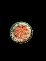ギムノカリキウム・緋牡丹錦 マルチカラー/Gymnocalycium friedrichii multi-color_画像3
