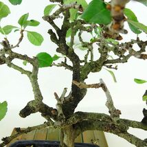 盆栽 シドミ 草木瓜 樹高 約22cm くさぼけ Chaenomeles japonica クサボケ バラ科 ボケ属 落葉樹 観賞用 現品_画像8