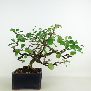 盆栽 シドミ 草木瓜 樹高 約22cm くさぼけ Chaenomeles japonica クサボケ バラ科 ボケ属 落葉樹 観賞用 現品