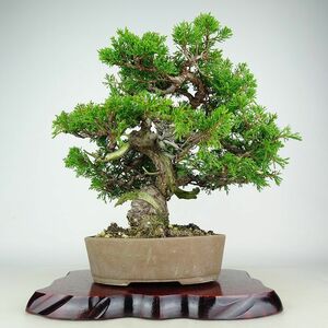 盆栽 真柏 樹高 約38cm しんぱく Juniperus chinensis シンパク “ジン シャリ” ヒノキ科 常緑樹 観賞用 現品