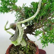 盆栽 真柏 樹高 約24cm しんぱく Juniperus chinensis シンパク “ジン シャリ” ヒノキ科 常緑樹 観賞用 現品_画像6