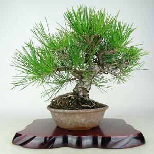  bonsai pine Japanese black pin height of tree approximately 27cm....Pinus thunbergii black matsumatsu. evergreen needle leaved tree .. for reality goods 