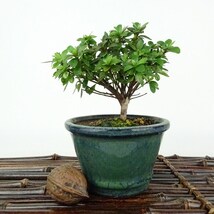 盆栽 皐月 菊姫 樹高 約9cm さつき Rhododendron indicum サツキ ツツジ科 常緑樹 観賞用 小品 現品_画像2