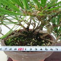 盆栽 松 黒松 樹高 約25cm くろまつ Pinus thunbergii クロマツ マツ科 常緑針葉樹 観賞用 現品_画像5