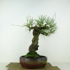  bonsai pine Japanese black pin . pine height of tree approximately 25cm.....Pinus thunbergiini type matsumatsu. evergreen needle leaved tree .. for reality goods 