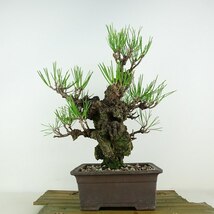 盆栽 松 黒松 錦松 樹高 約28cm にしきまつ Pinus thunbergii ニシキマツ マツ科 常緑針葉樹 観賞用 現品_画像1