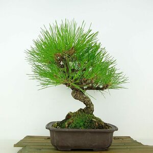  bonsai pine red pine height of tree approximately 23cm. sickle kama .Pinus densiflora red matsured pinematsu. evergreen tree .. for reality goods 