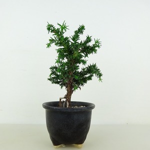 盆栽 杉 樹高 約13cm すぎ Cryptomeria japonica スギ ヒノキ科 スギ属 常緑樹 観賞用 小品 現品